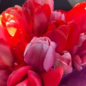 Meet your Posher, Grace